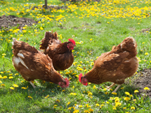 蛋雞養殖兩個關鍵 蛋雞養殖兩個關鍵